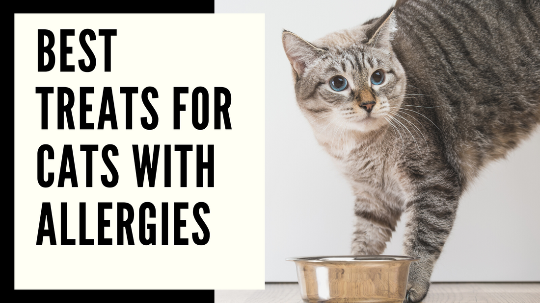 Best Treats for Cats with Allergies