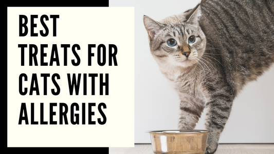 Best Treats for Cats with Allergies