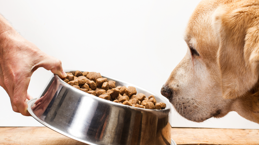 How to Introduce New Food to Your Pup