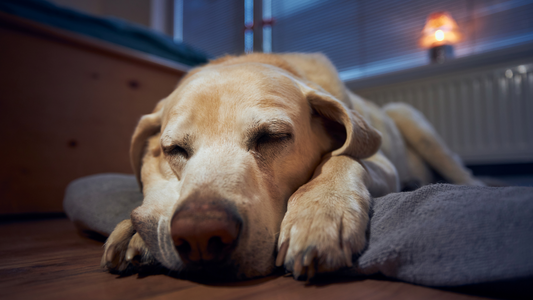 5 Signs Your Pet is Bored