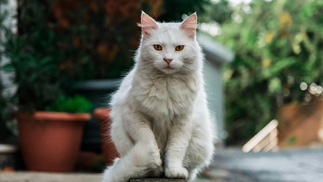 Mister the Cat Embarks on Chaotic Wellness Journey