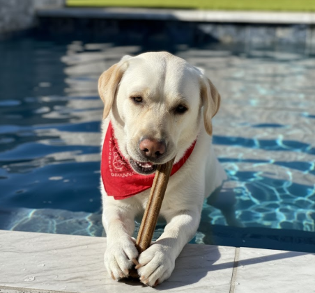 Chew Sticks for Dogs: Keep Those Chompers Busy & Healthy