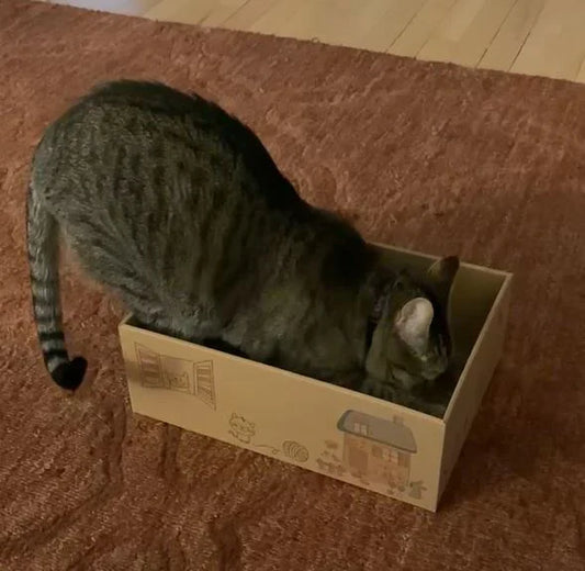 🐾 Timmy the Cat vs. The House: Why We Bought 6 Cardboard Scratch Pads and Still Might Need Therapy