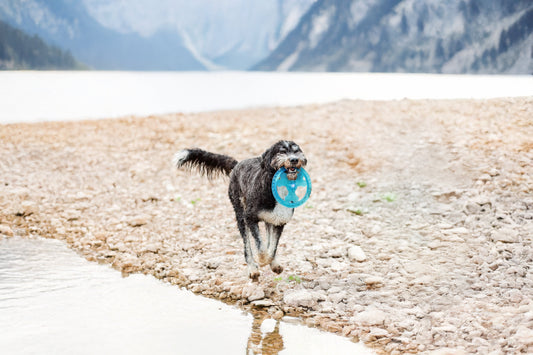 Can pets actually understand sarcasm?