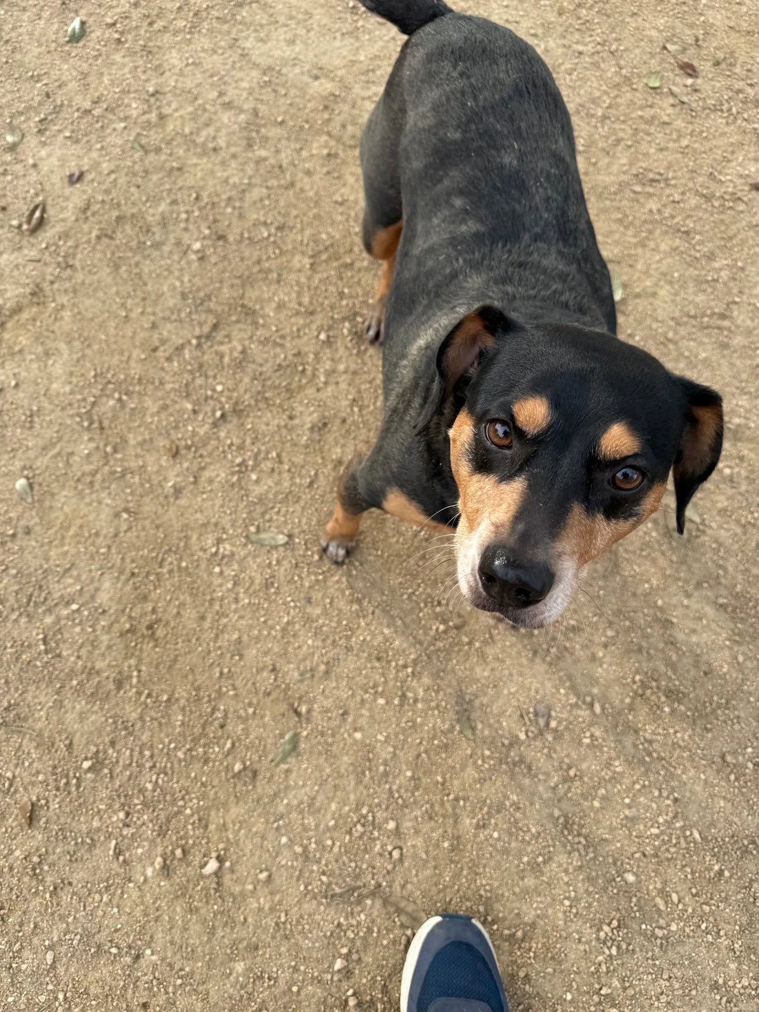 🍗 Tank the Dog Was a Food-Obsessed Trash Gremlin. Then He Got His Face on a Treat Bag