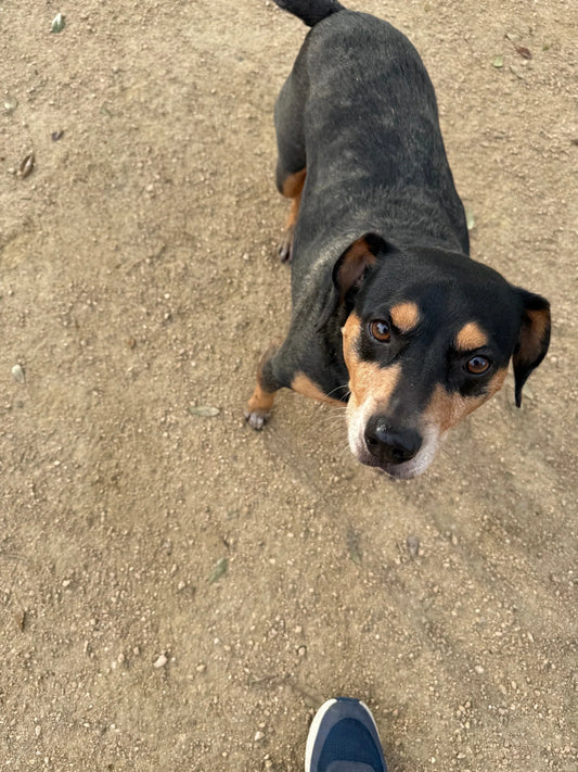 🍗 Tank the Dog Was a Food-Obsessed Trash Gremlin. Then He Got His Face on a Treat Bag