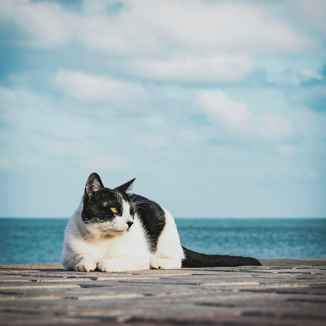 white and black cat