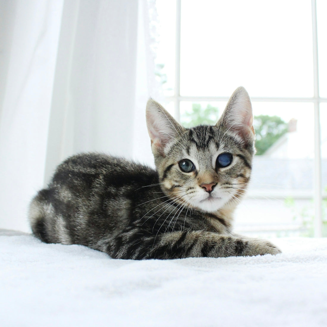 grey and black short-fur cat in a room