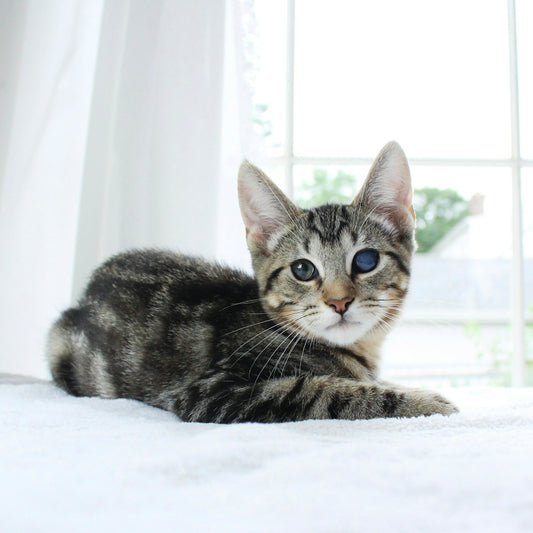 grey and black short-fur cat in a room