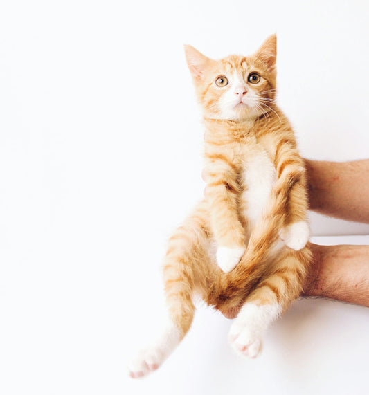 orange tabby cat