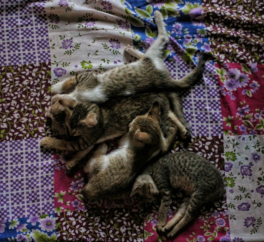 brown tabby cat lying on pink and white floral textile