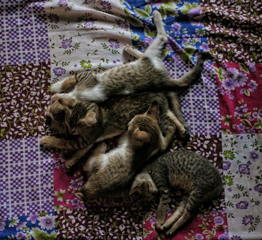 brown tabby cat lying on pink and white floral textile