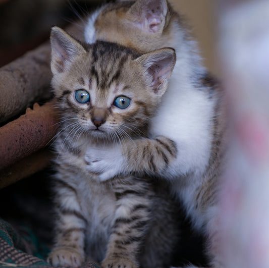 a small kitten sitting on top of a couch