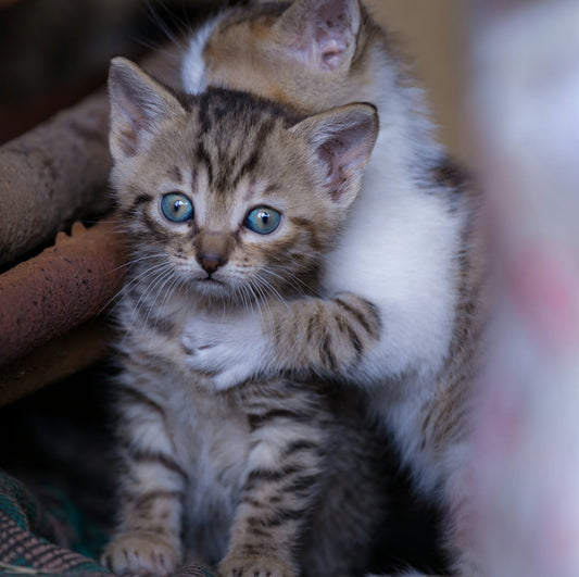 a small kitten sitting on top of a couch