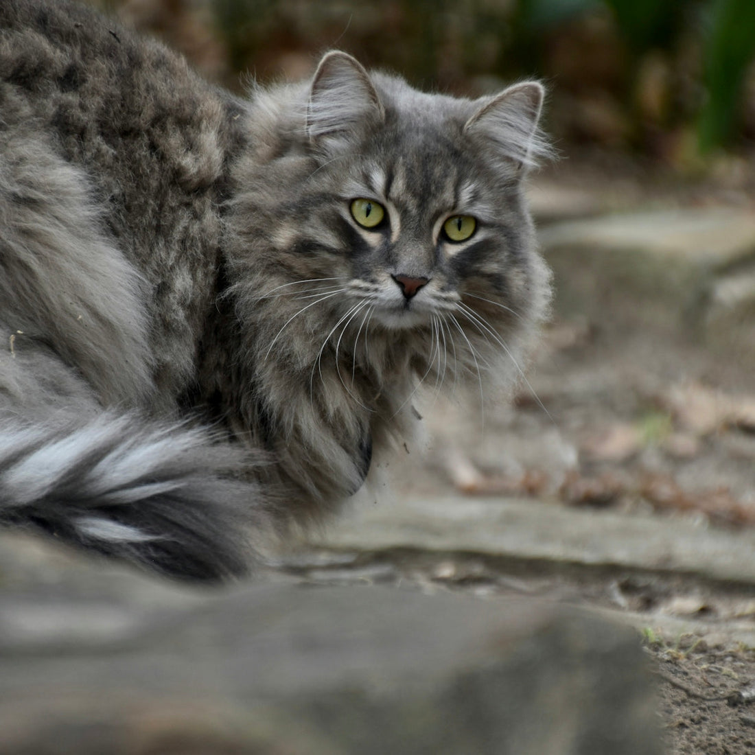 a long haired cat laying on the ground
