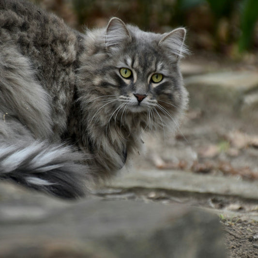 a long haired cat laying on the ground
