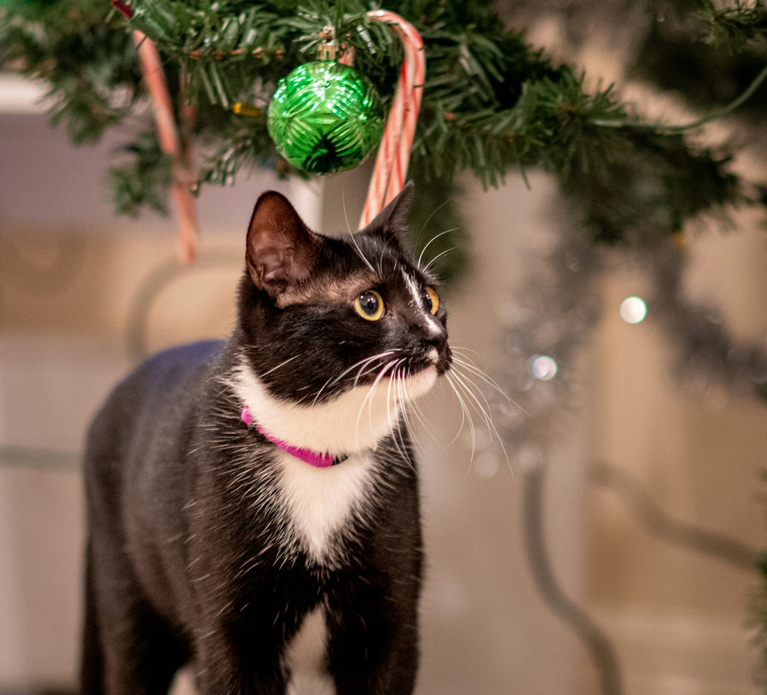 a black and white cat standing under a christmas tree
