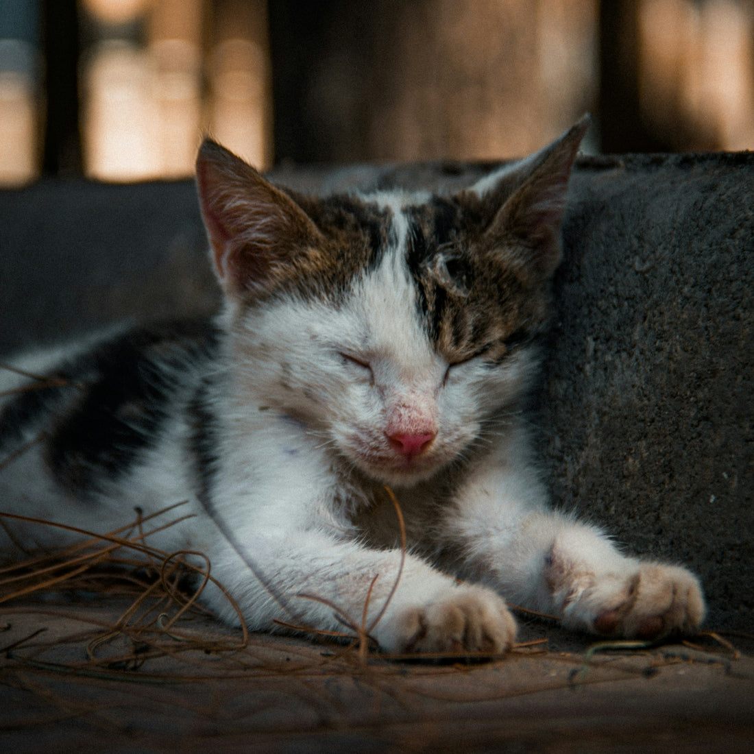 a cat lying on the ground