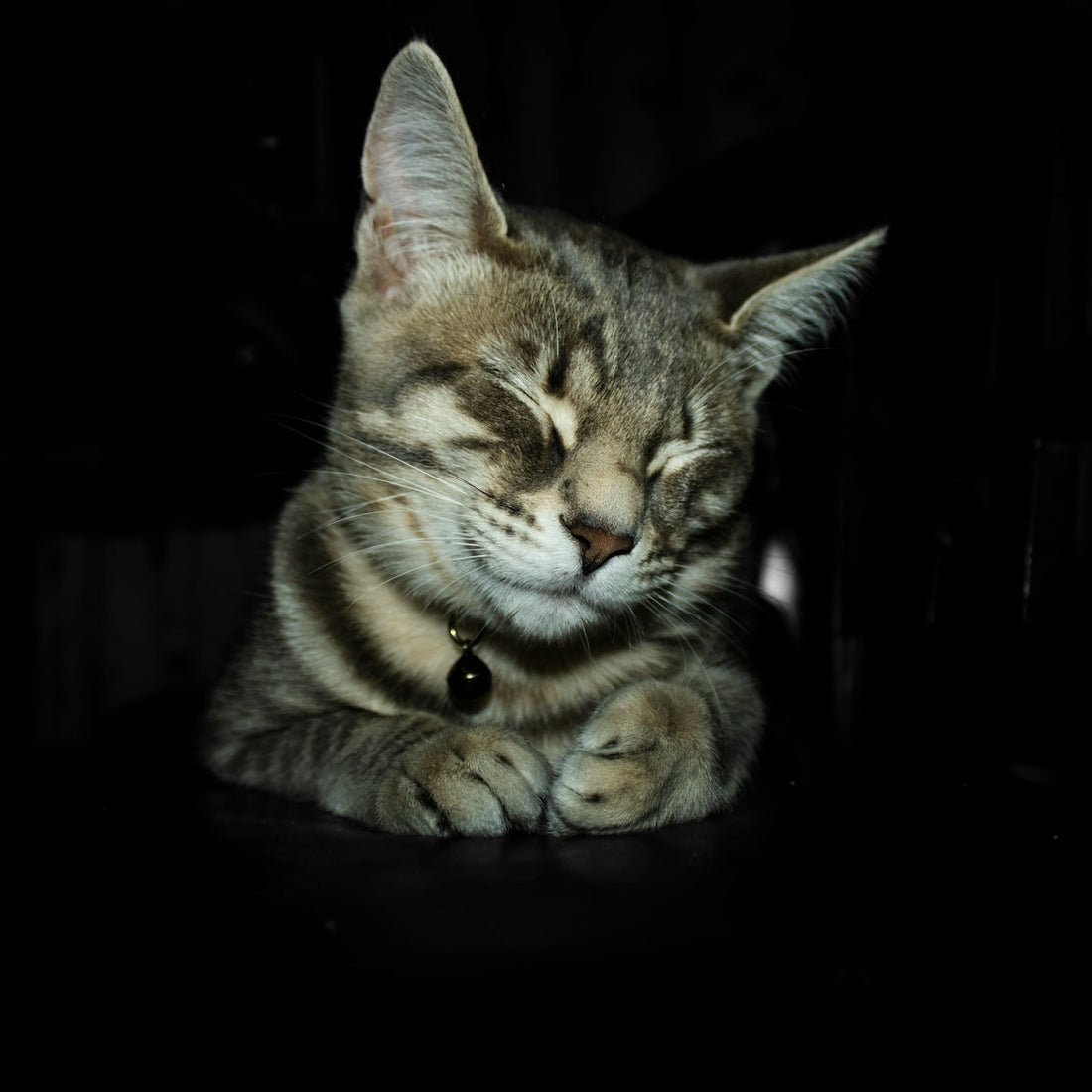 a cat lying down