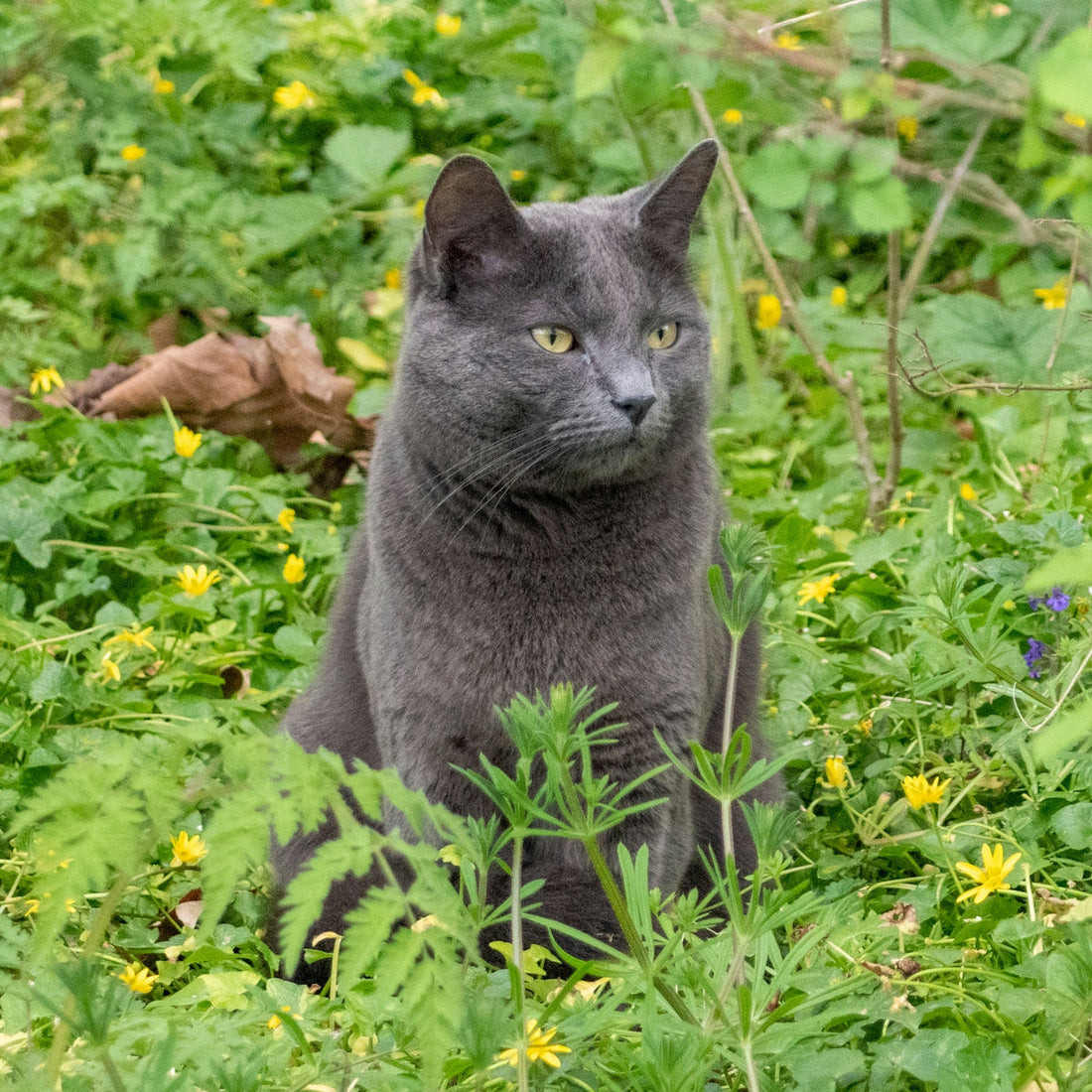 a cat sitting in a bush