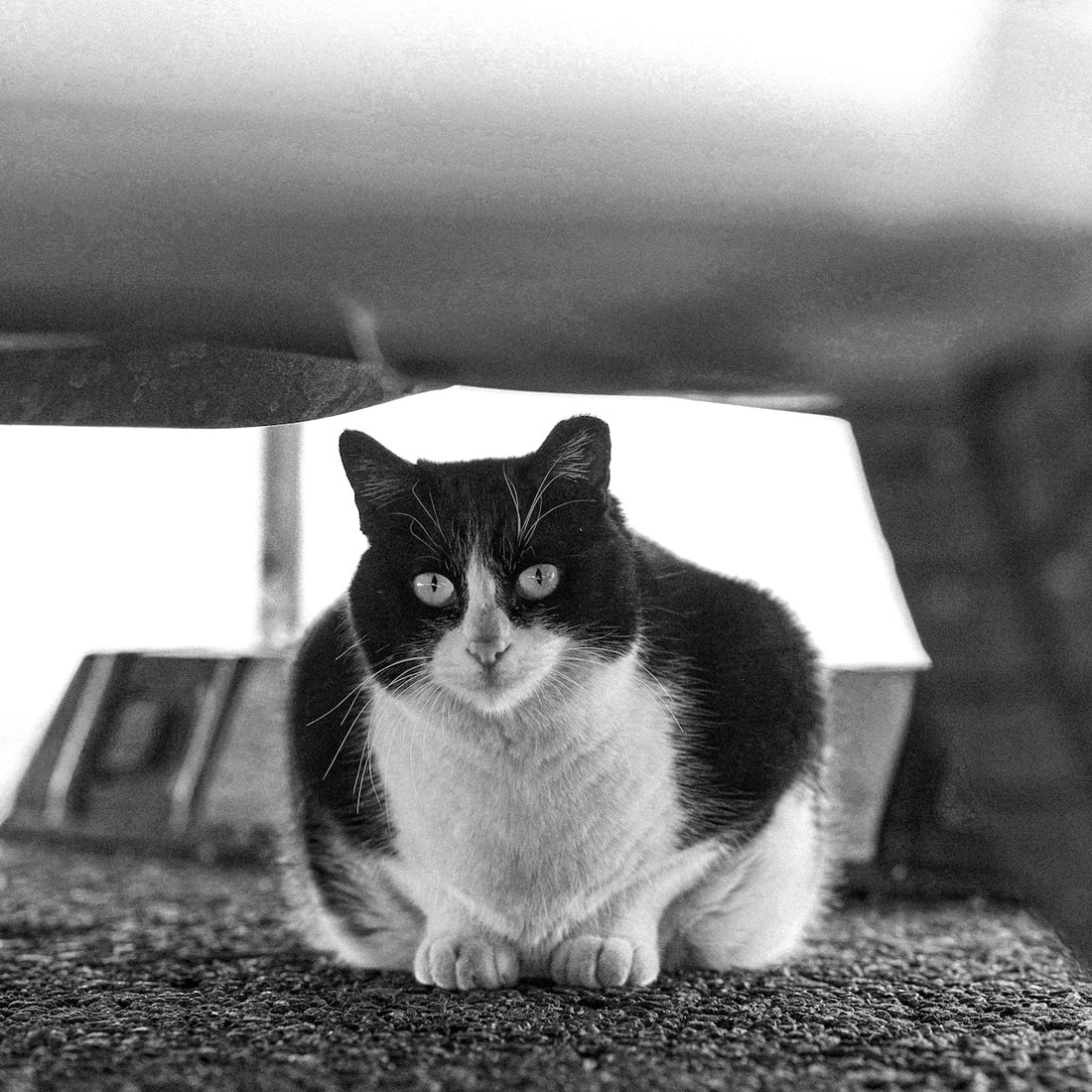 a cat sitting on the ground