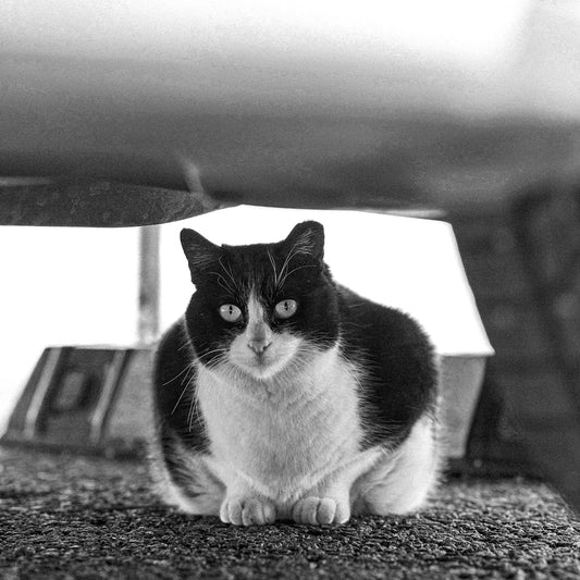 a cat sitting on the ground