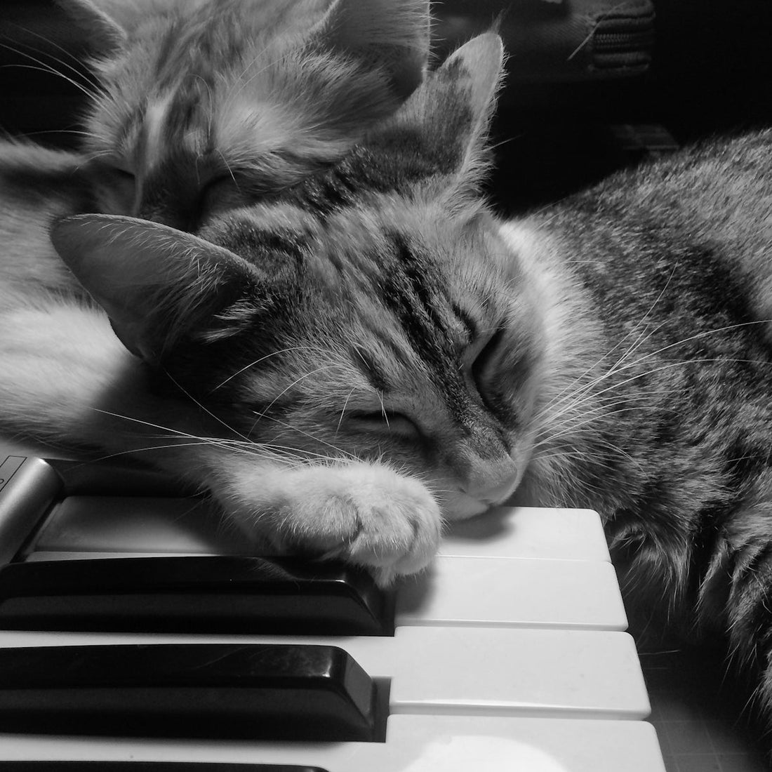 a cat laying on a laptop