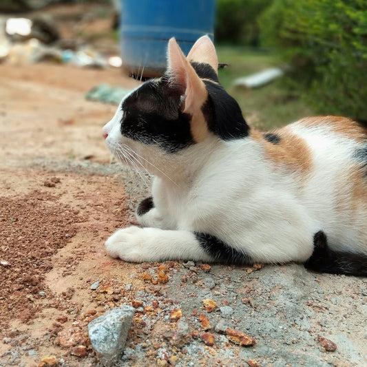 a cat lying on the ground