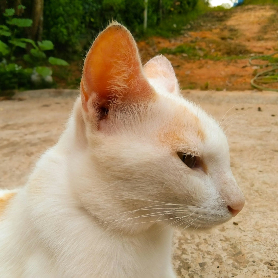 a white cat with a brown head