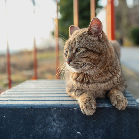 a cat sitting on top of a metal bench
