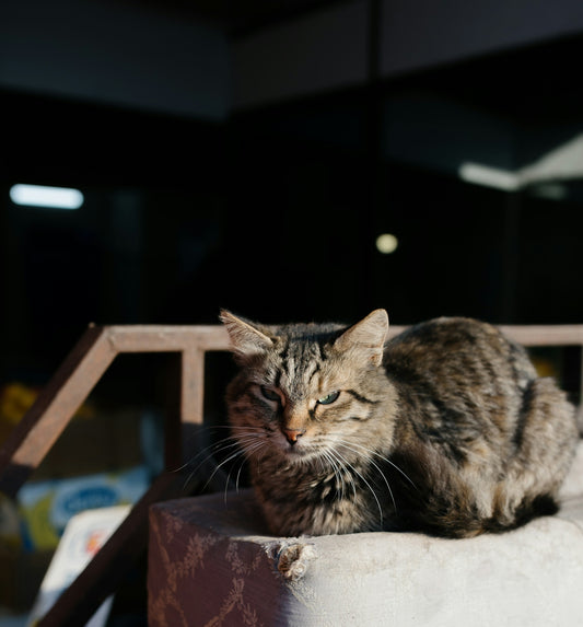 a cat sitting on top of a piece of furniture