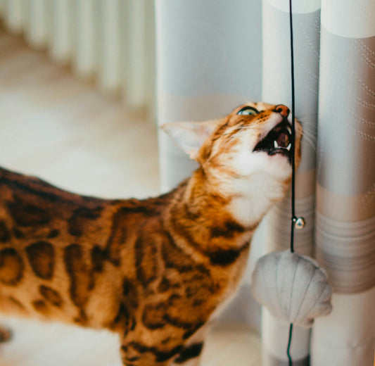 a cat is playing with a toy on the floor