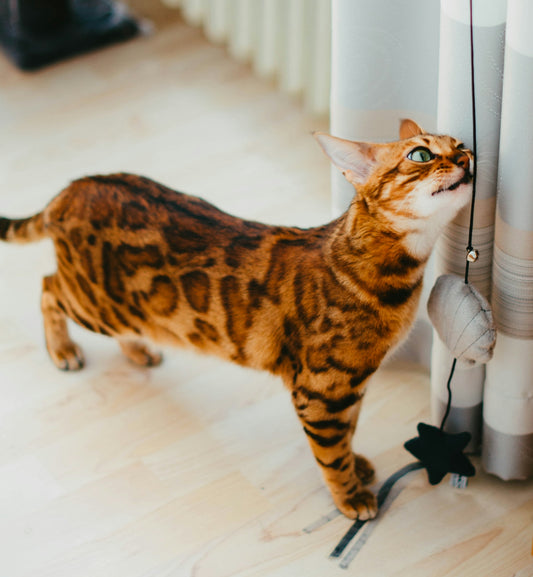 a cat standing next to a radiator on a hard wood floor