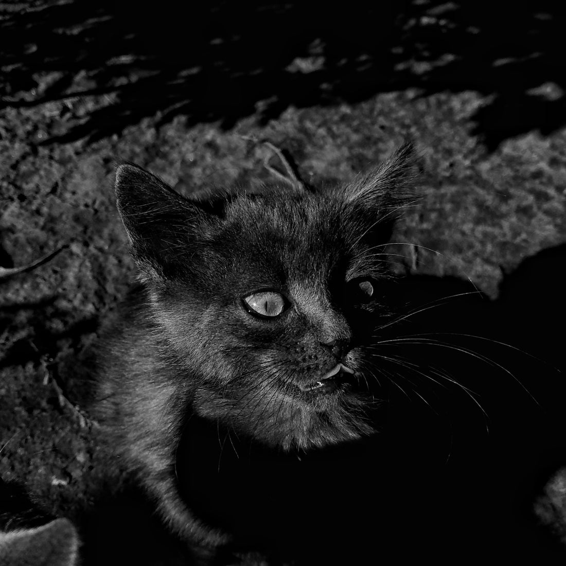 a black and white photo of a cat