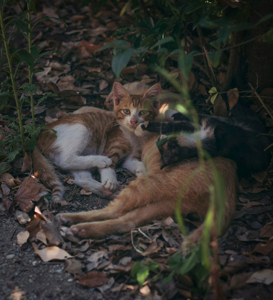 a couple of cats laying on top of a pile of leaves