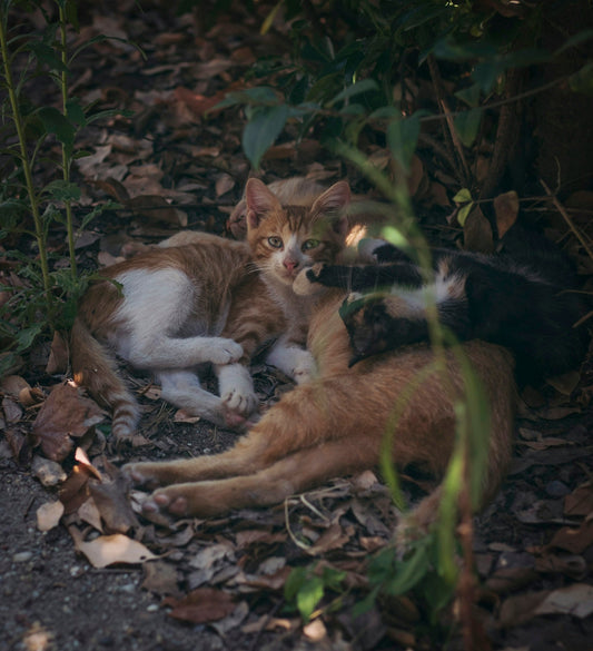 a couple of cats laying on top of a pile of leaves