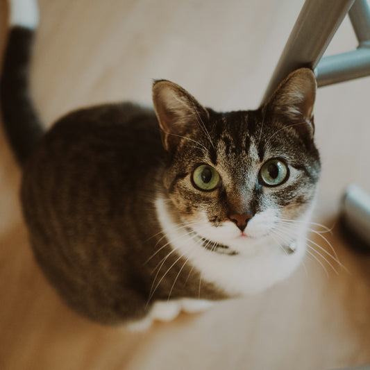 a cat sitting on a chair looking up at the camera