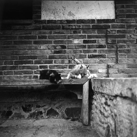 a black and white photo of a cat sleeping on a bench