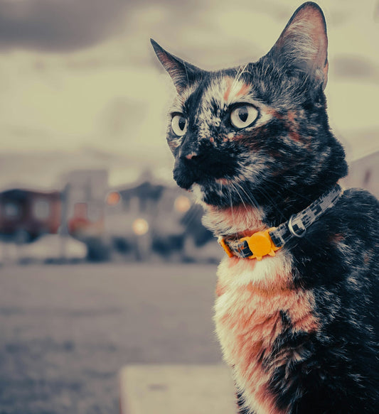 a black and white cat with a yellow collar