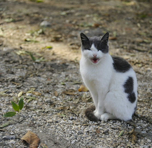 A black and white cat sitting on the ground