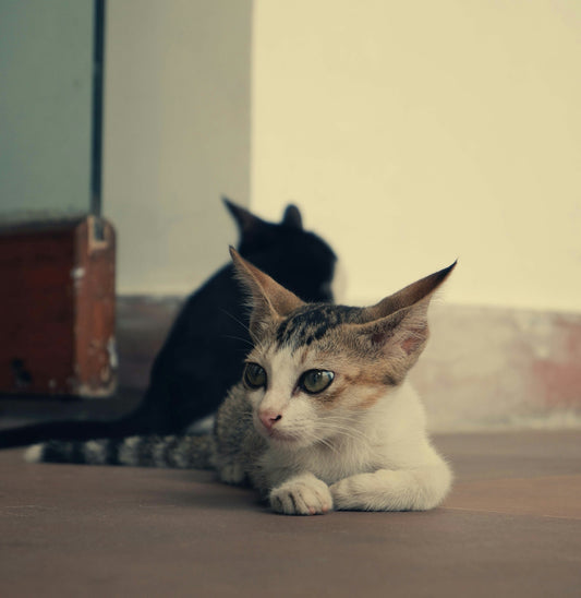 A couple of cats laying on top of a wooden floor