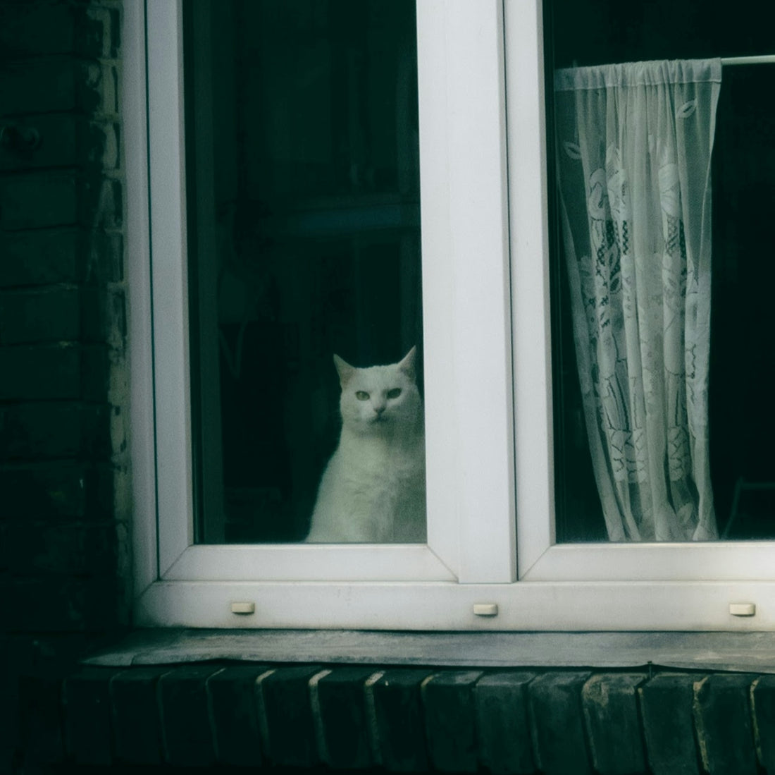 White cat looking out a window with curtains