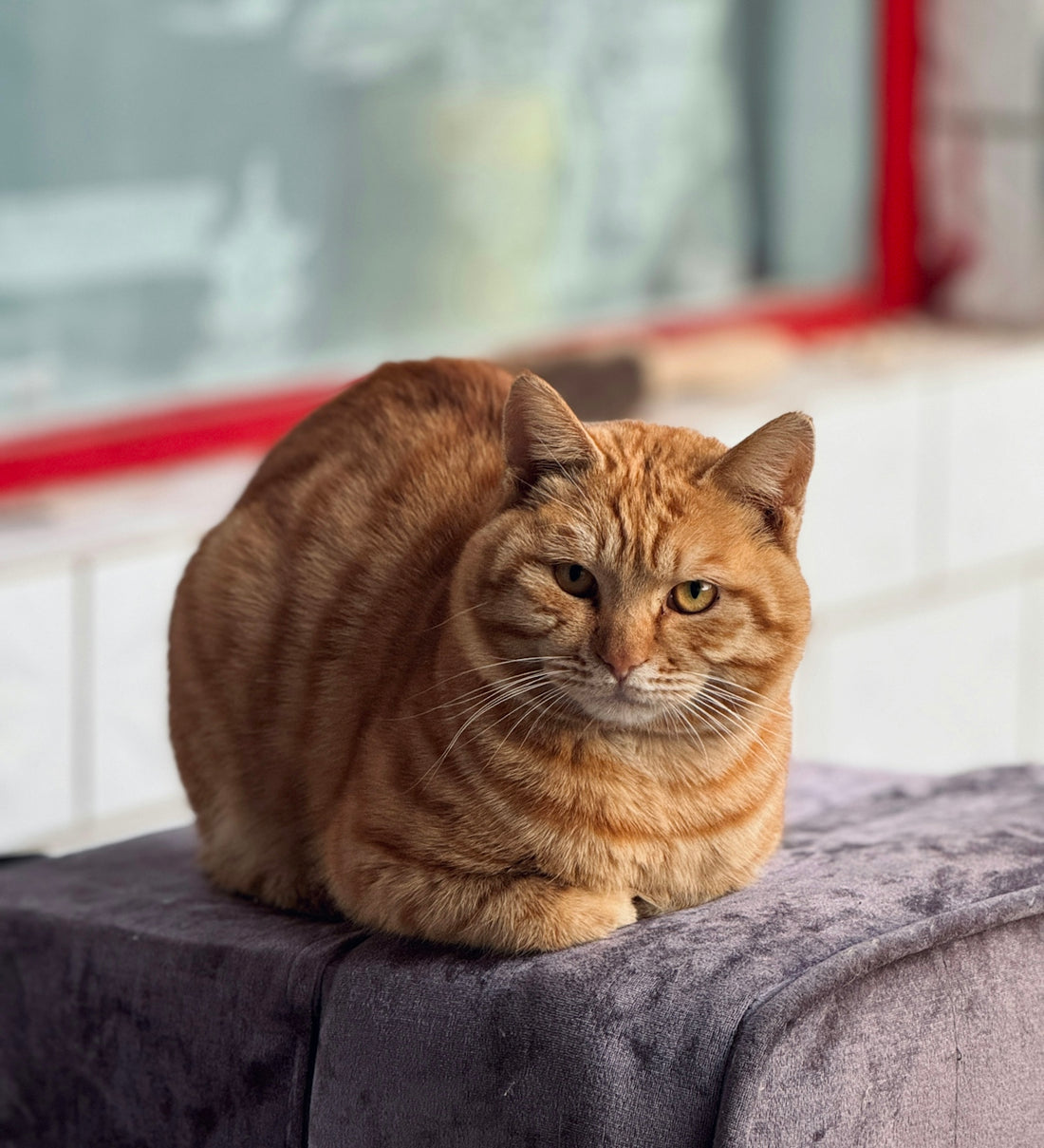 An orange tabby cat rests on a gray cushion.