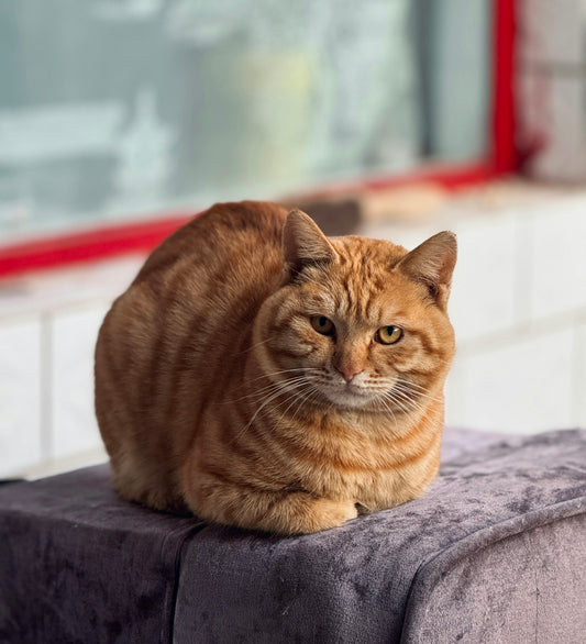 An orange tabby cat rests on a gray cushion.