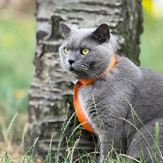 A grey cat wearing an orange collar near a tree