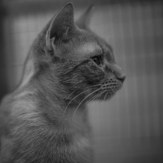 A close-up profile of a gray cat.