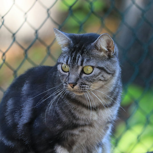 A tabby cat with green eyes looks to the side.