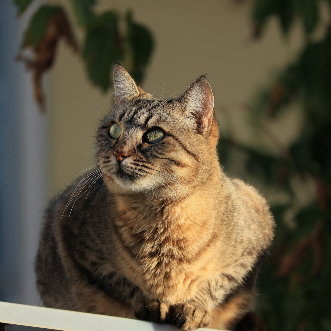 A tabby cat with green eyes sits outdoors