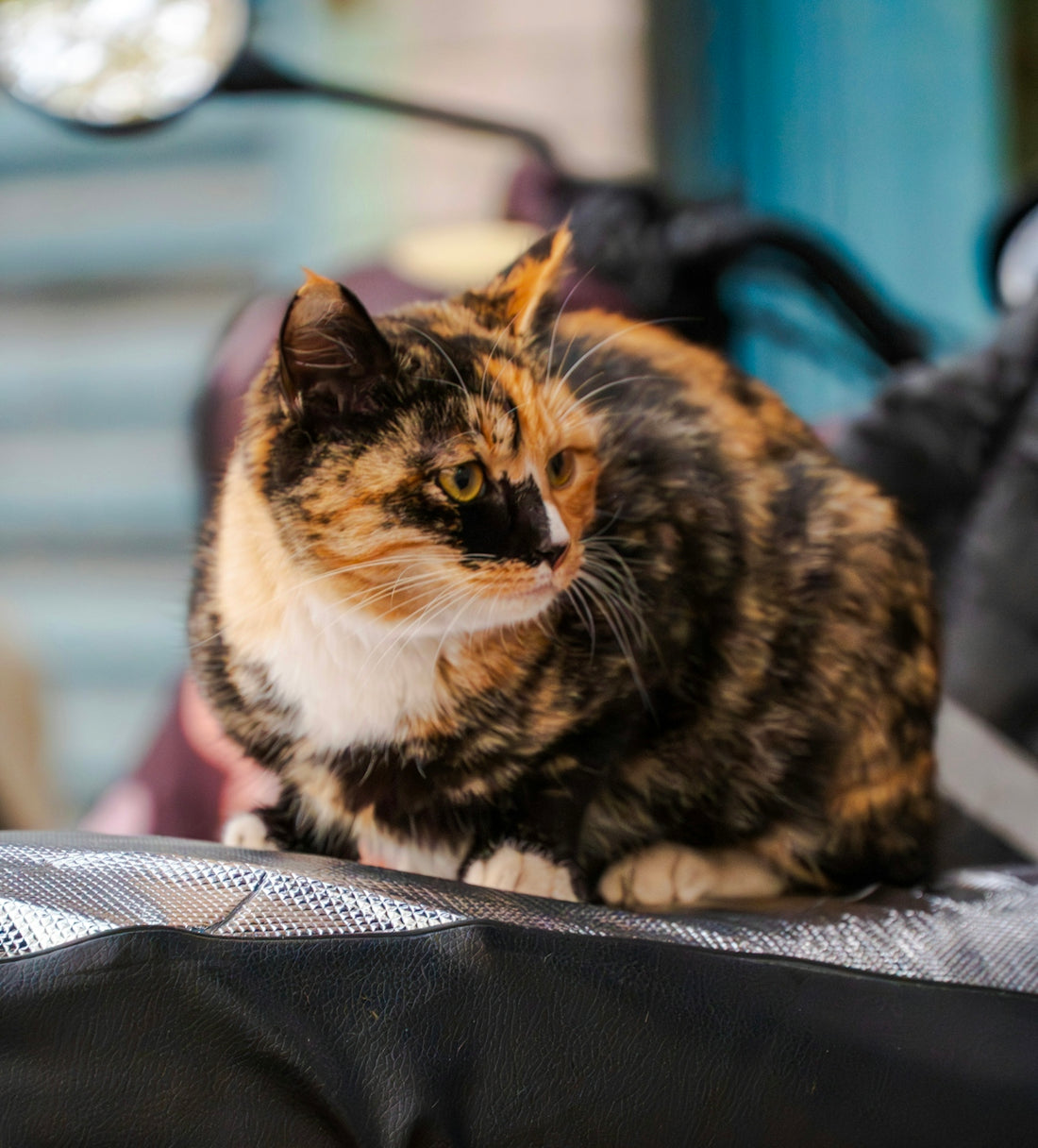 A calico cat sits on a textured surface.