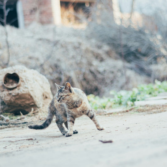 A tabby cat crouches on a dirt path.
